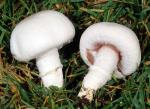 Agaricus campestris - Fungi Species | sokos jishebi | სოკოს ჯიშები